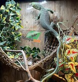 Magazoo Varan arboricole Vert Mâle 2 ans Élevé et Né en Captivité