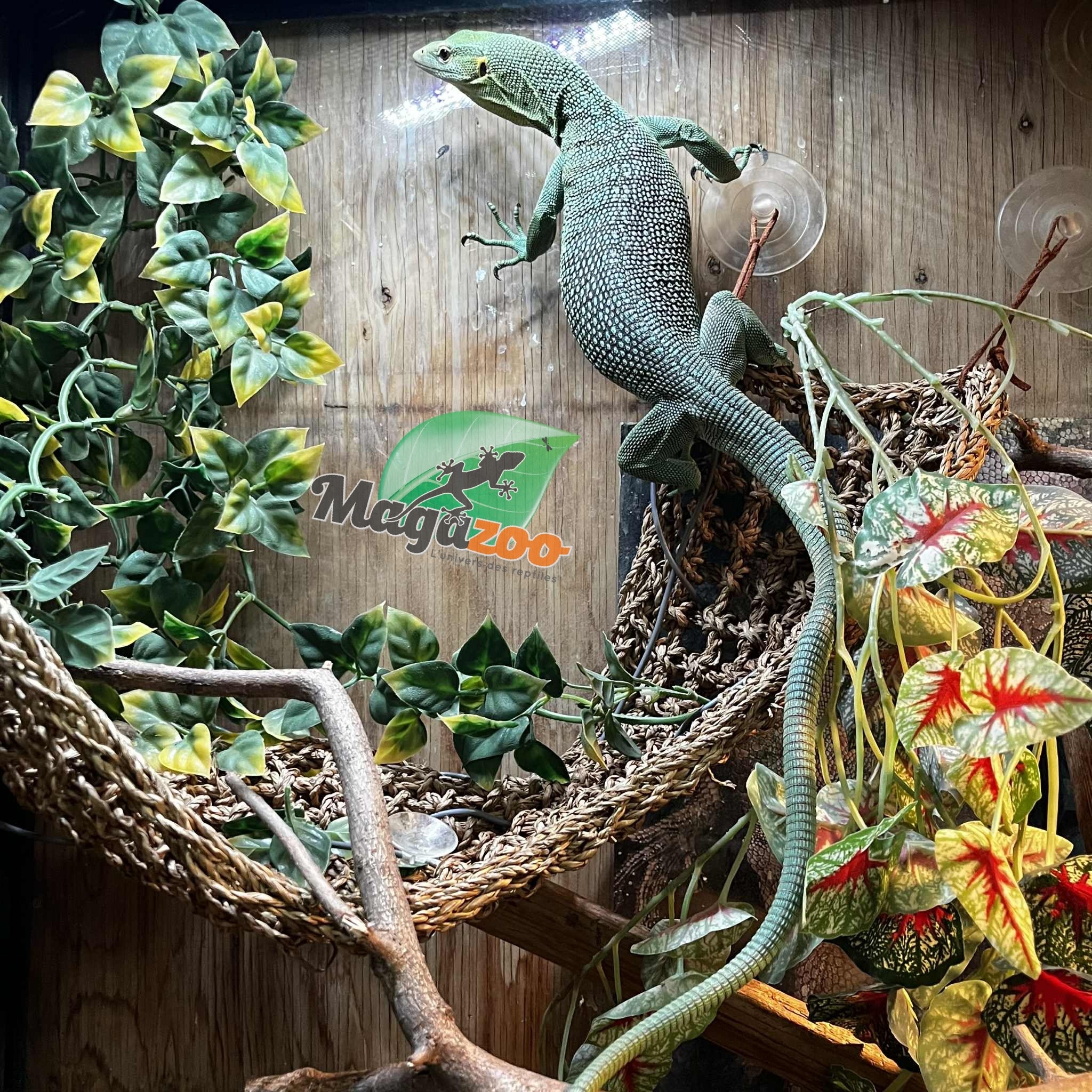 Magazoo Varan arboricole Vert Mâle 2 ans Élevé et Né en Captivité