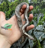 Magazoo Boa des sables du Kenya Anery Juvénile / Adoption 2ième chance