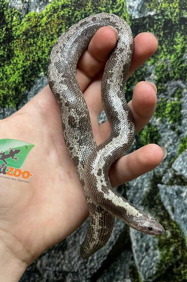 Magazoo Anery Juvenile Sand boa / 2nd chance - Adoption