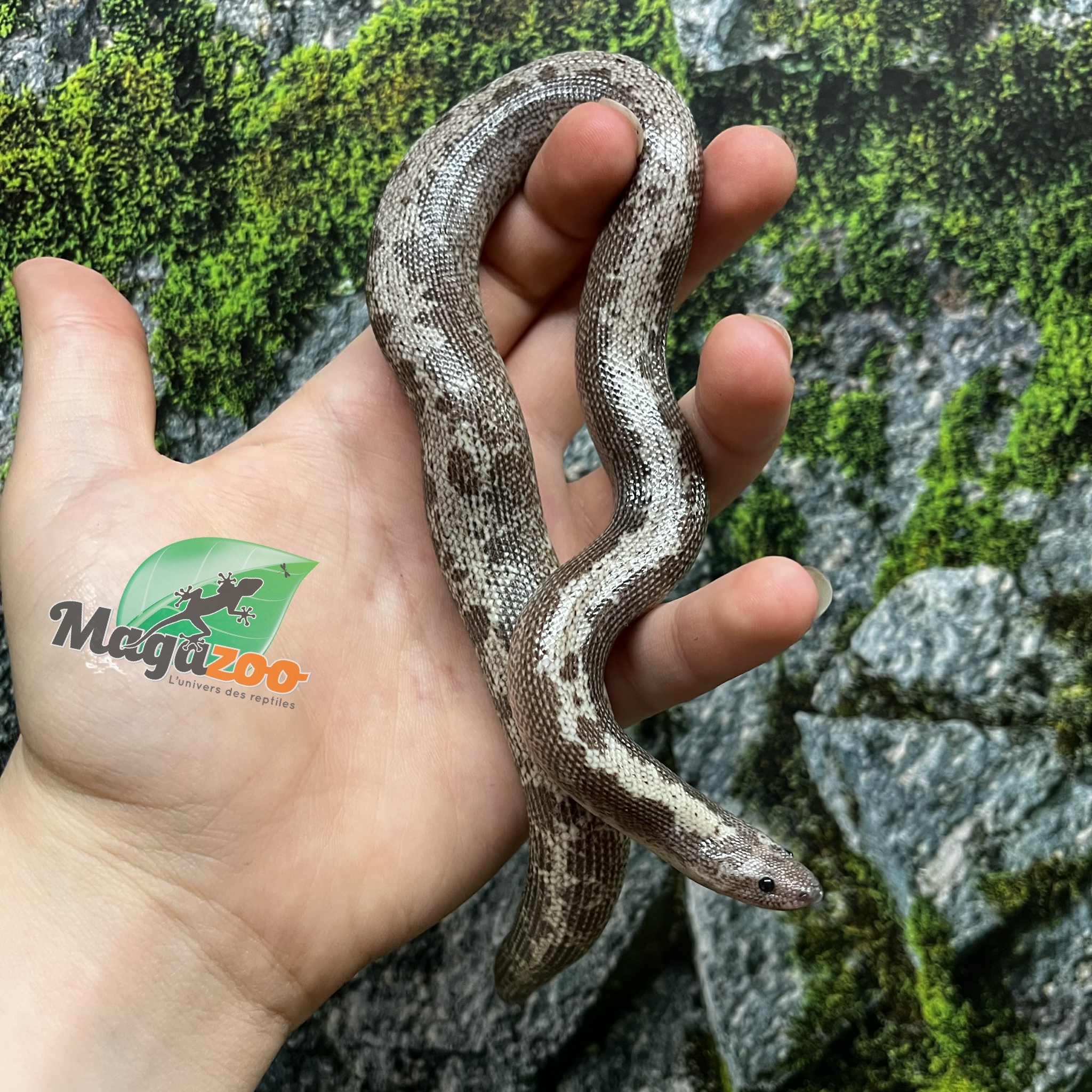 Magazoo Anery Juvenile Sand boa / 2nd chance - Adoption