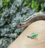 Magazoo Anery Juvenile Sand boa / 2nd chance - Adoption