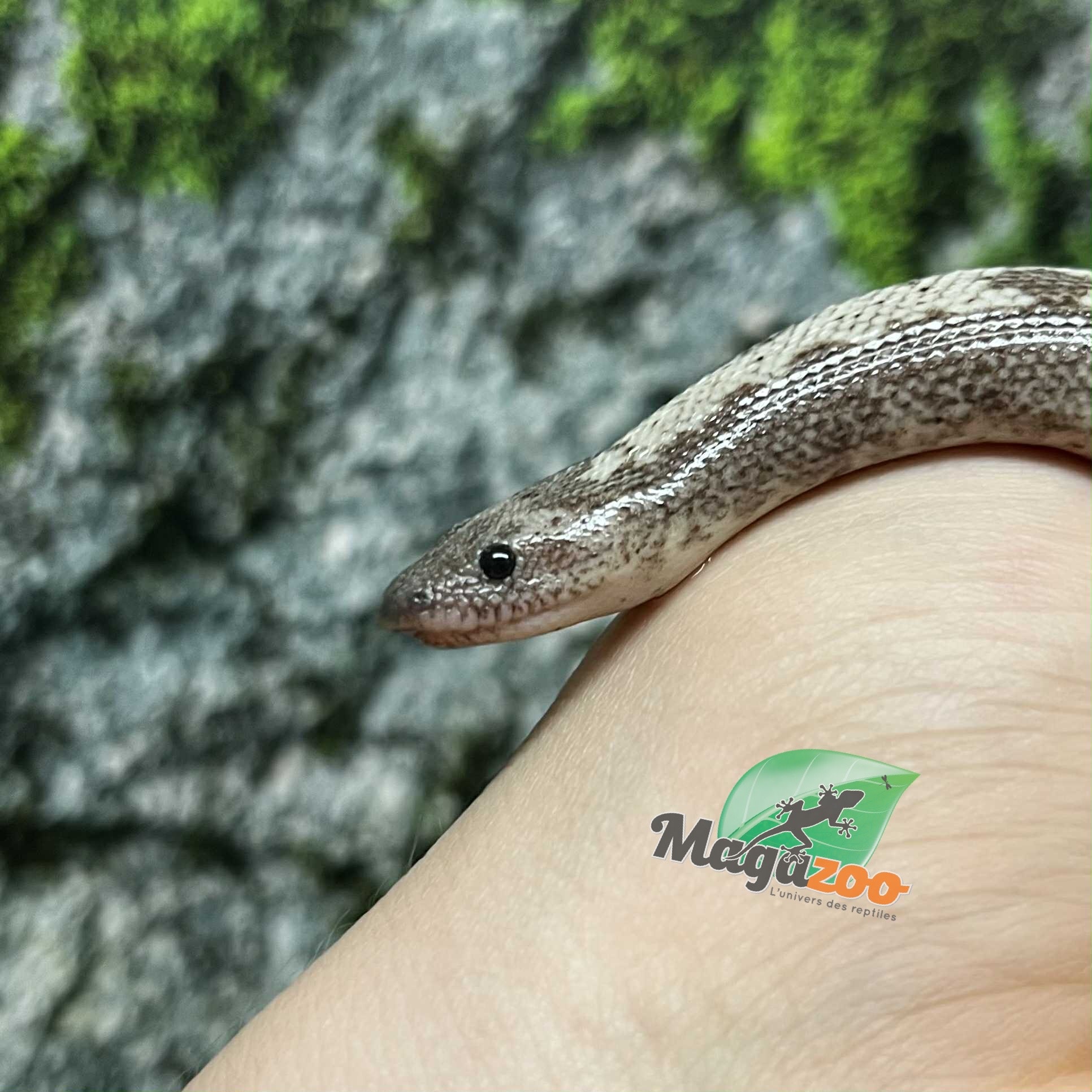 Magazoo Anery Juvenile Sand boa / 2nd chance - Adoption
