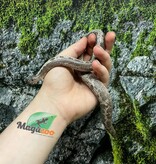 Magazoo Anery Juvenile Sand boa / 2nd chance - Adoption