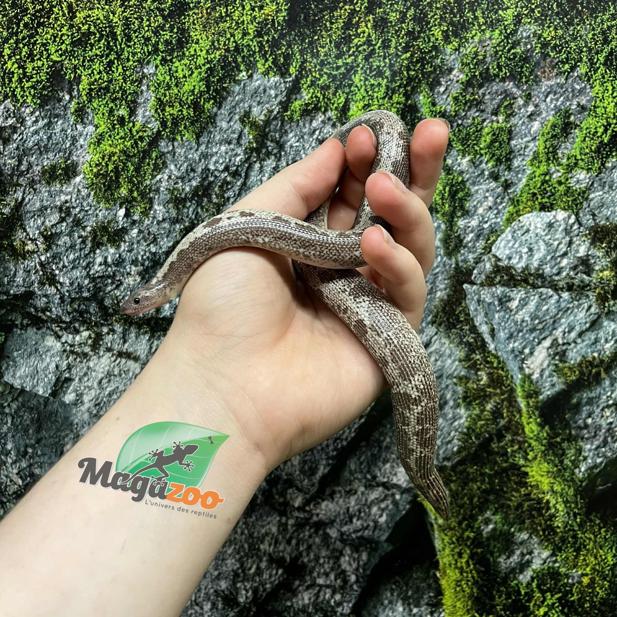 Magazoo Anery Juvenile Sand boa / 2nd chance - Adoption
