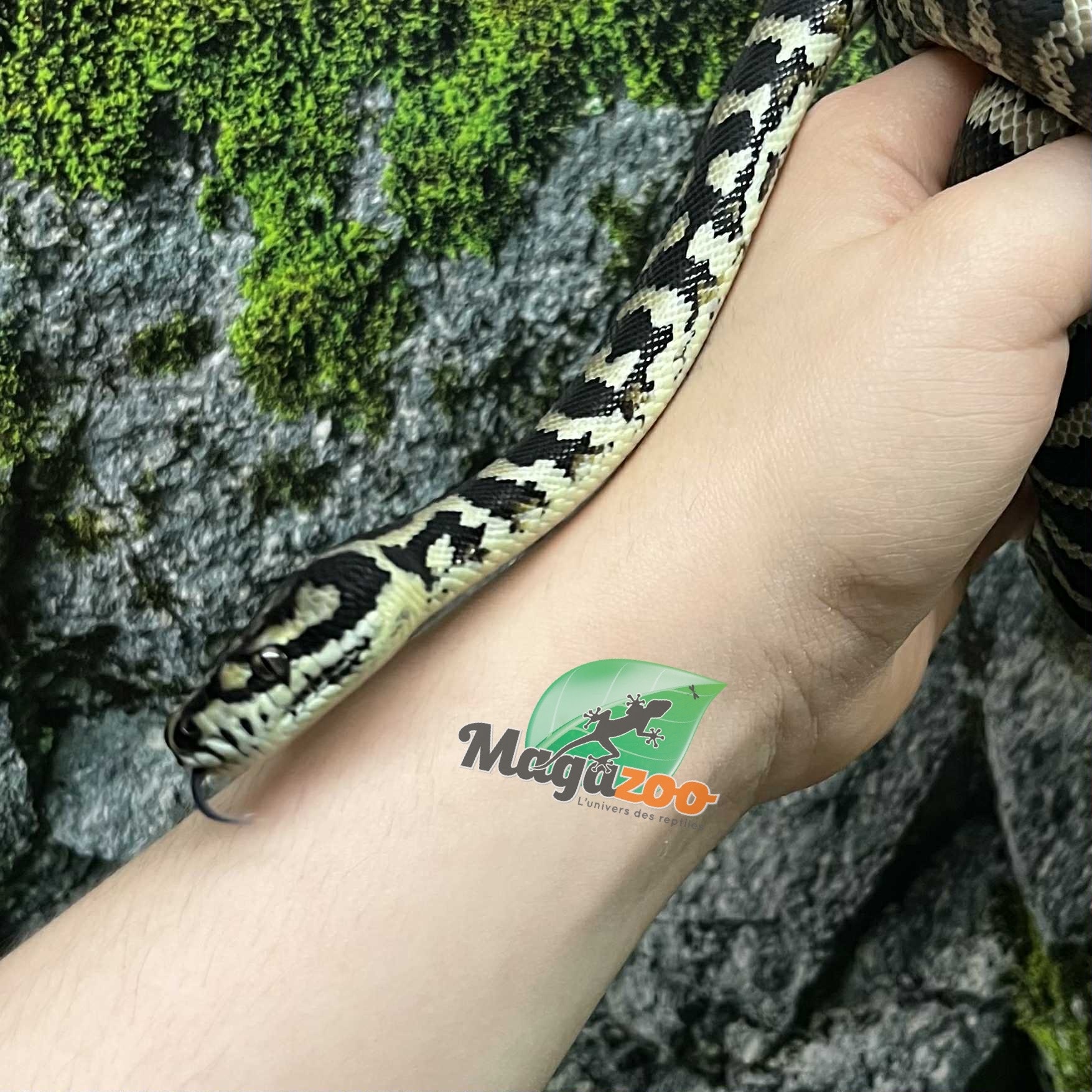 Female Carpet Coastal python 1.5 years old - Magazoo, the Universe of ...