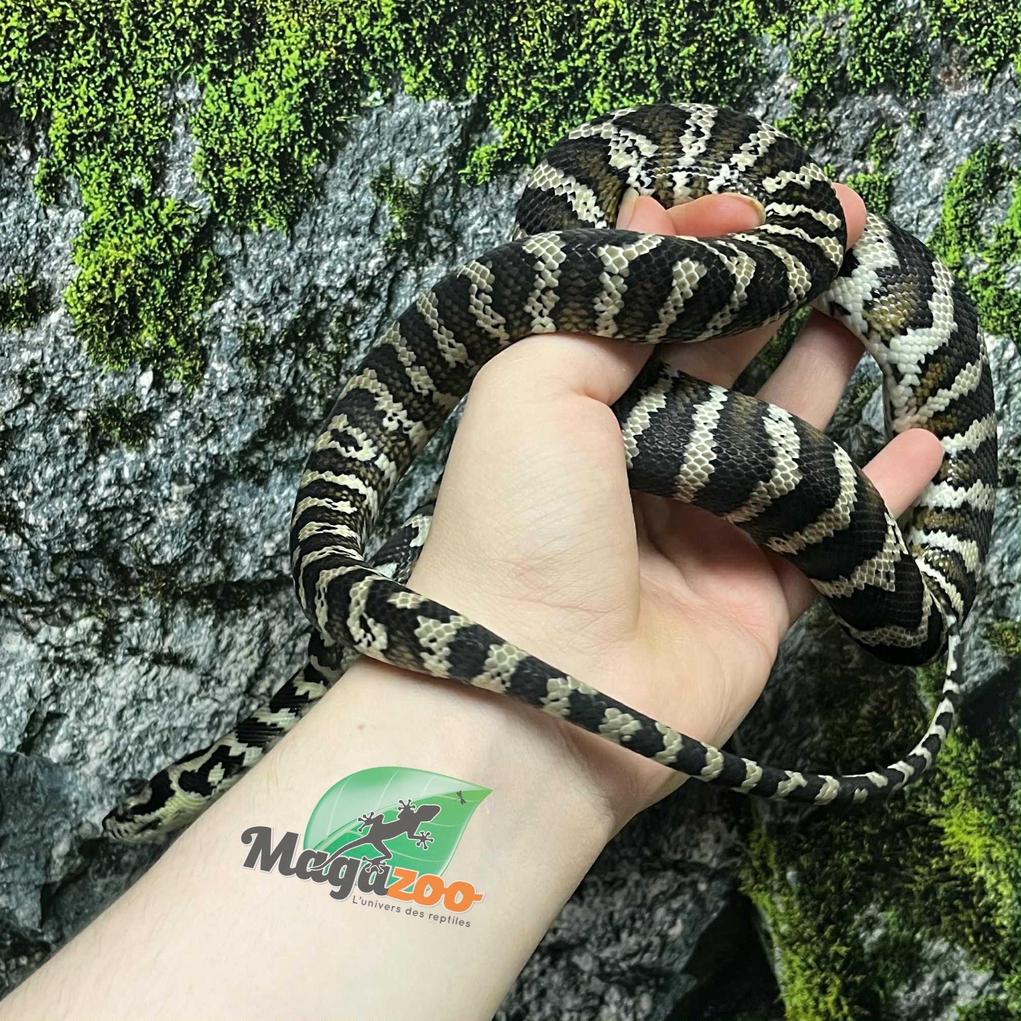 Female Carpet Coastal python 1.5 years old - Magazoo, the Universe of ...
