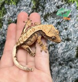 Magazoo Harlequin Crested Gecko Male Juvenile #1