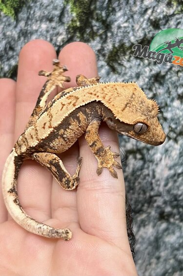 Magazoo Harlequin Crested Gecko Male Juvenile #1