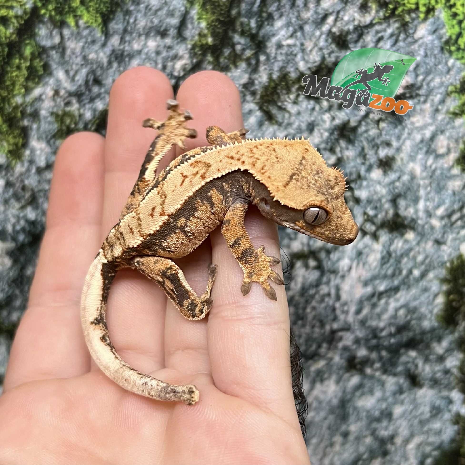 Magazoo Harlequin Crested Gecko Male Juvenile #1