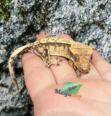 Magazoo Harlequin Crested Gecko Male Juvenile #1