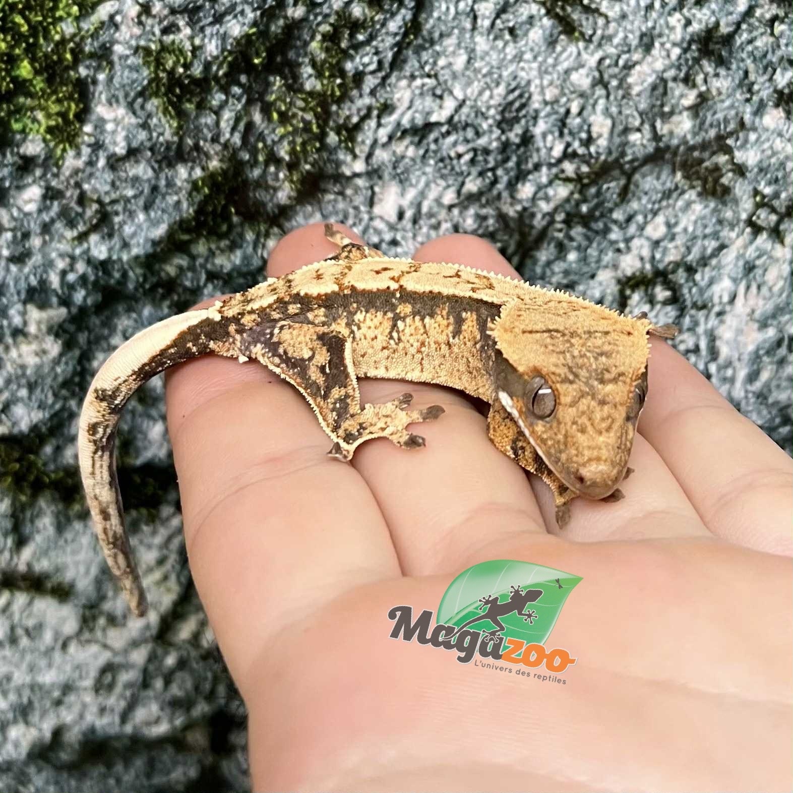 Magazoo Gecko à crête Harlequin Mâle Juvénile #1