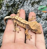 Magazoo Harlequin Crested Gecko Male Juvenile #1