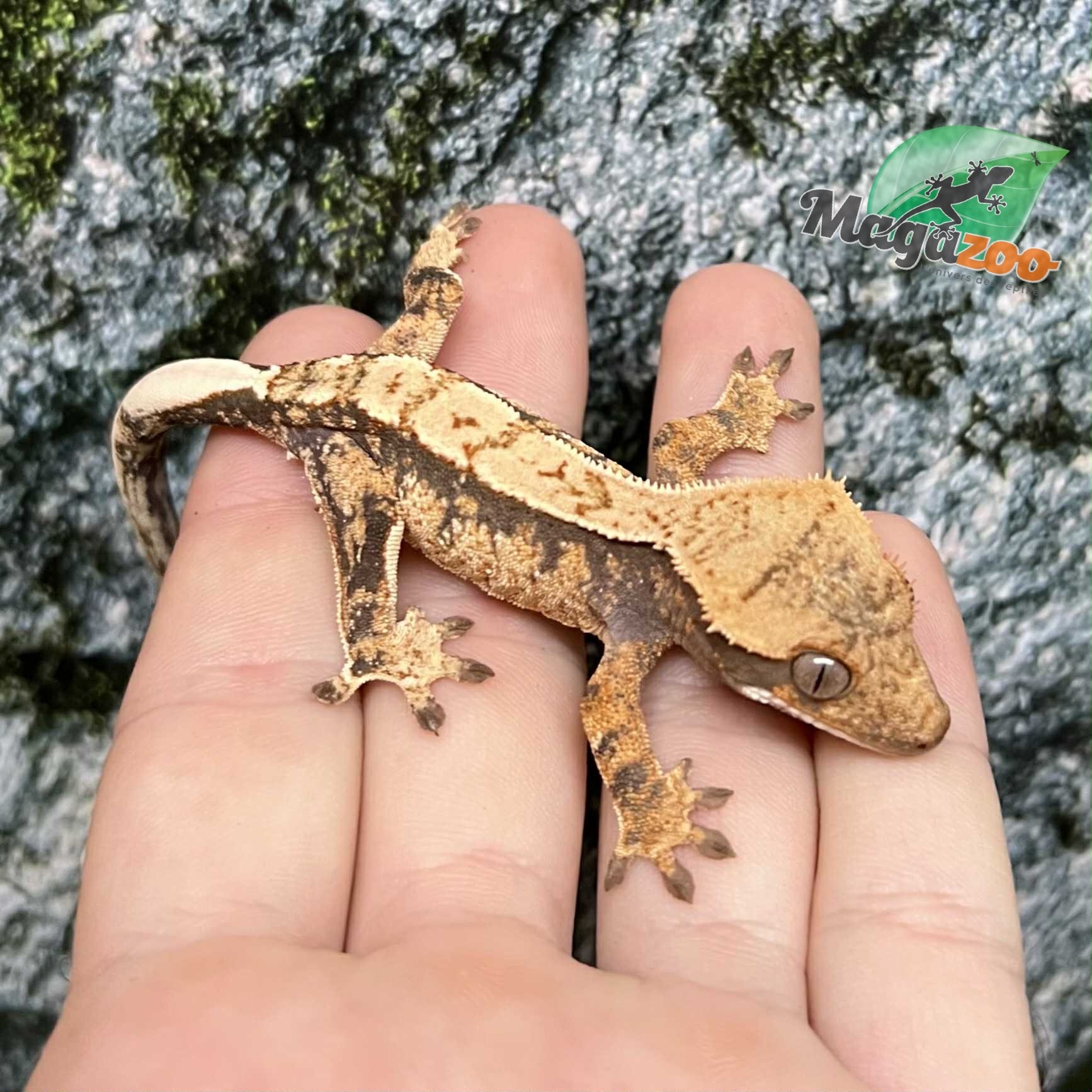 Magazoo Gecko à crête Harlequin Mâle Juvénile #1