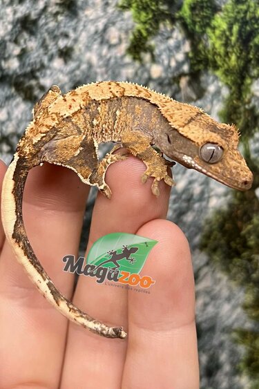 Magazoo Gecko à crête Extrême Harlequin Juvénile #1