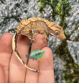 Magazoo Extreme Harlequin Juvenile Crested Gecko #1