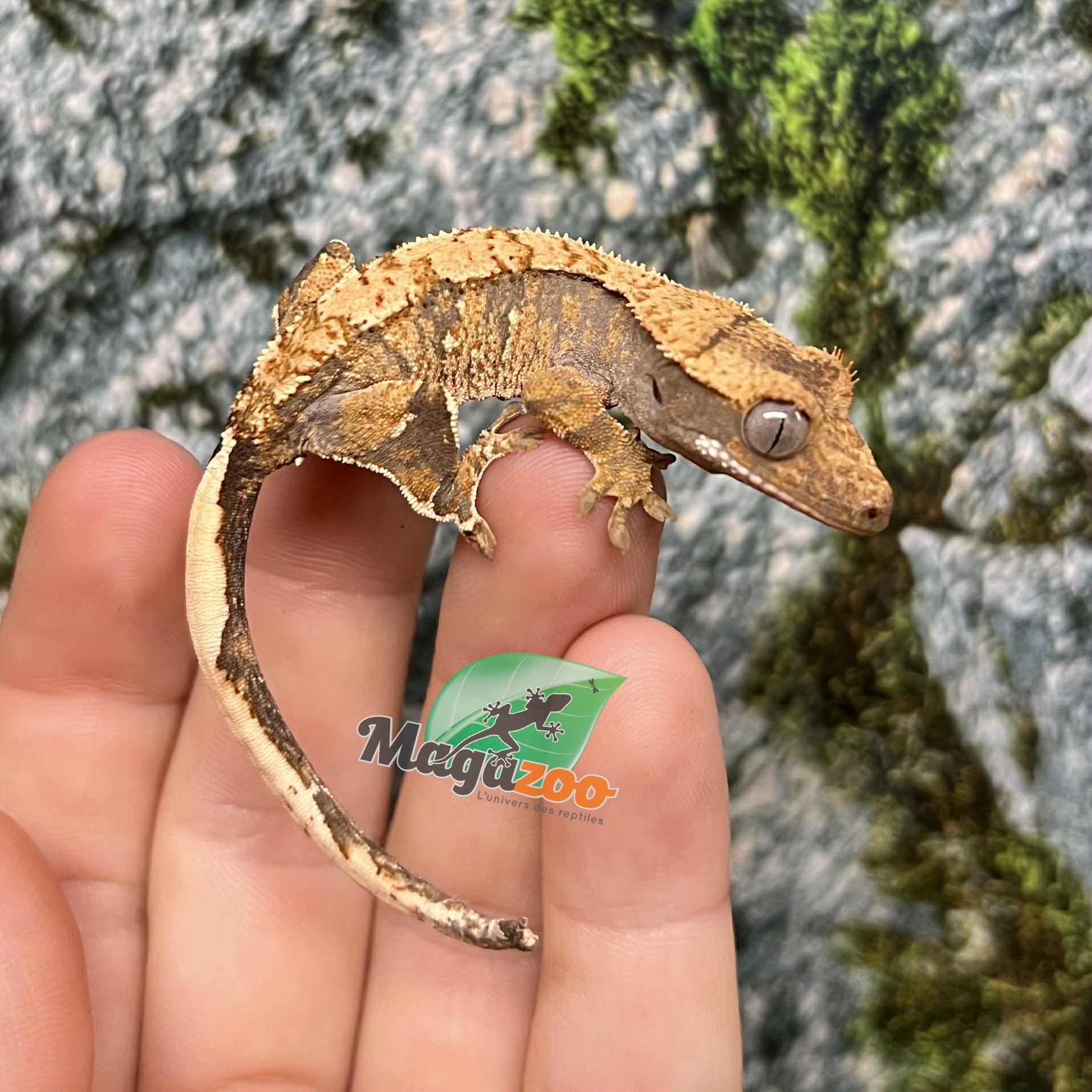 Magazoo Gecko à crête Extrême Harlequin Juvénile #1