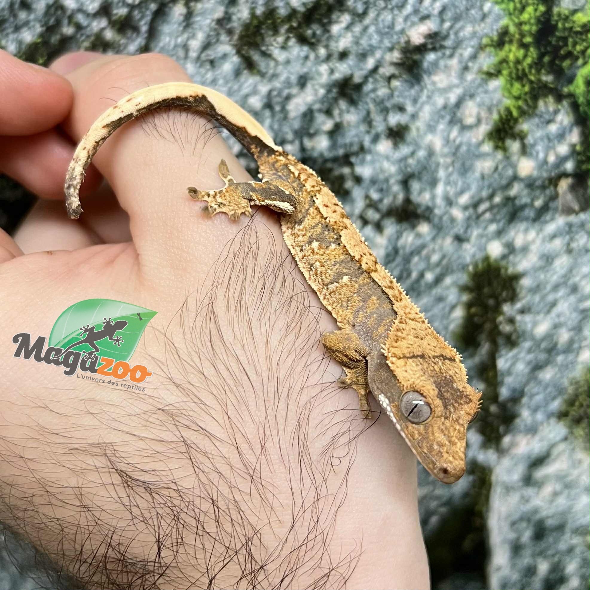 Magazoo Extreme Harlequin Juvenile Crested Gecko #1