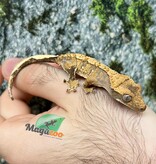 Magazoo Gecko à crête Extrême Harlequin Juvénile #1