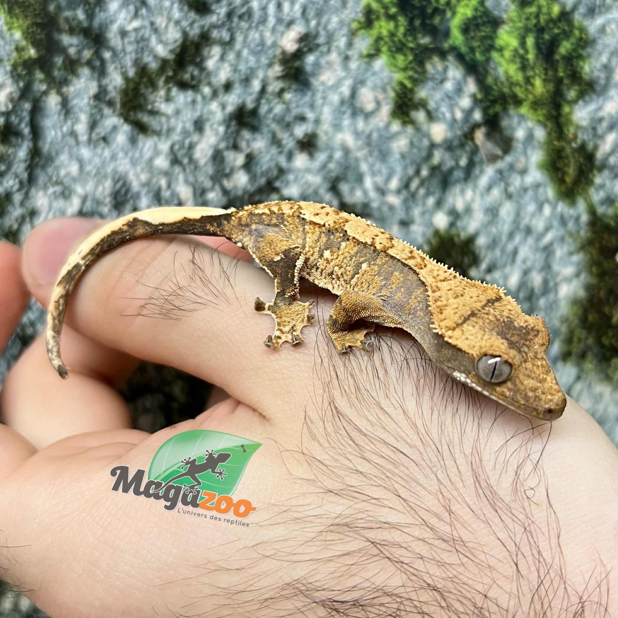 Magazoo Extreme Harlequin Juvenile Crested Gecko #1