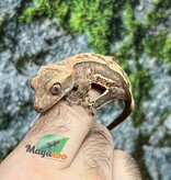 Magazoo Pinstripe Harlequin Male Juvenile Crested Gecko #1