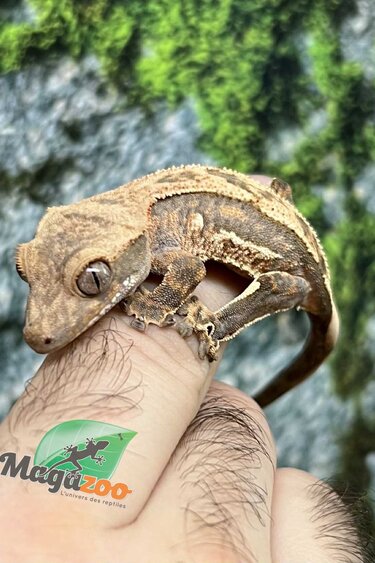Magazoo Pinstripe Harlequin Male Juvenile Crested Gecko #1