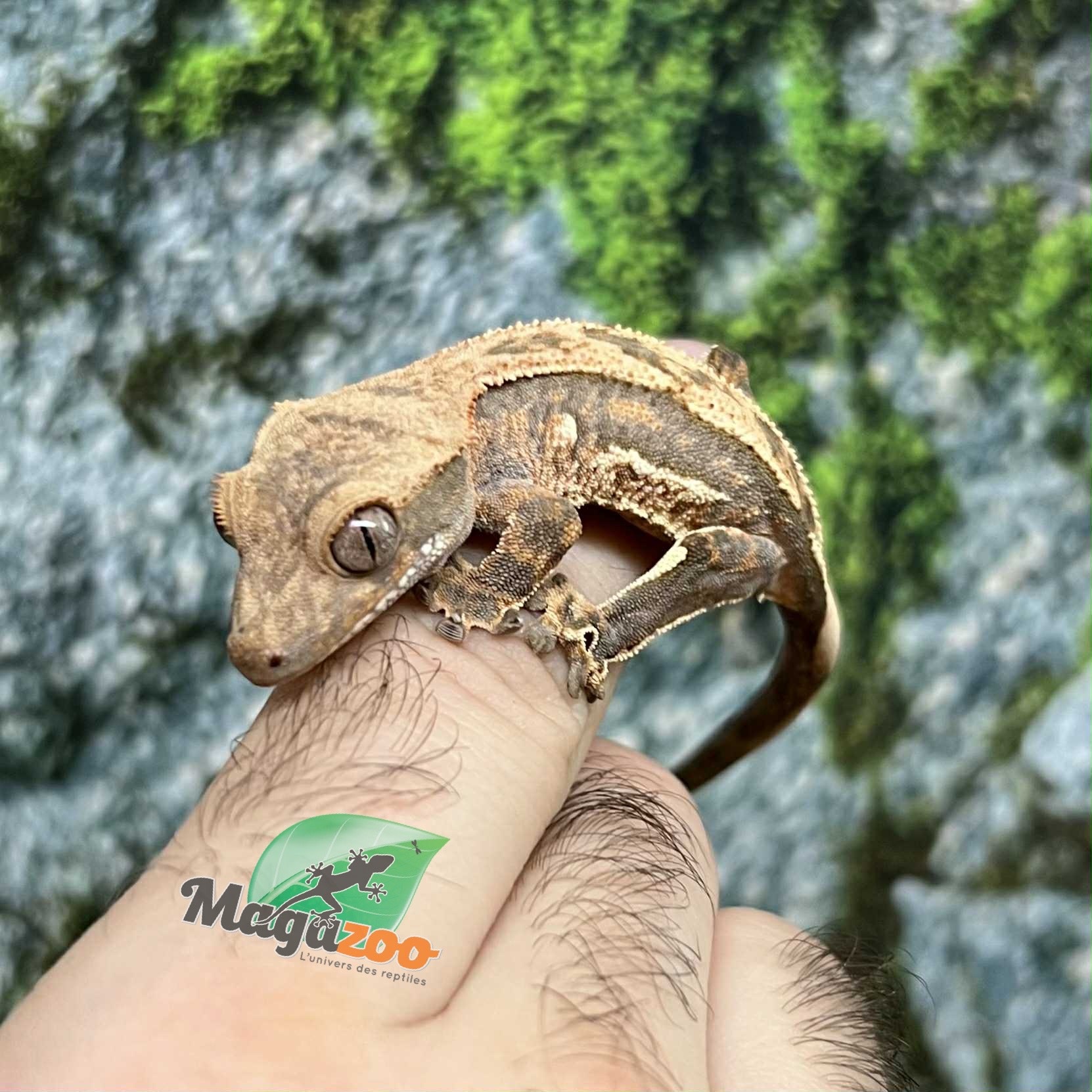 Magazoo Pinstripe Harlequin Male Juvenile Crested Gecko #1