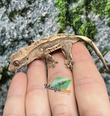 Magazoo Pinstripe Harlequin Male Juvenile Crested Gecko #1