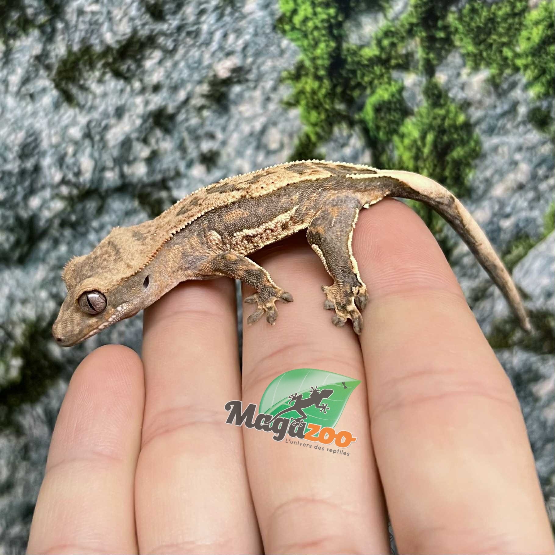 Magazoo Gecko à crête Pinstripe Harlequin Mâle Juvénile #1