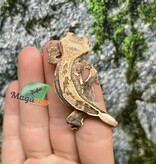 Magazoo Pinstripe Harlequin Male Juvenile Crested Gecko #1