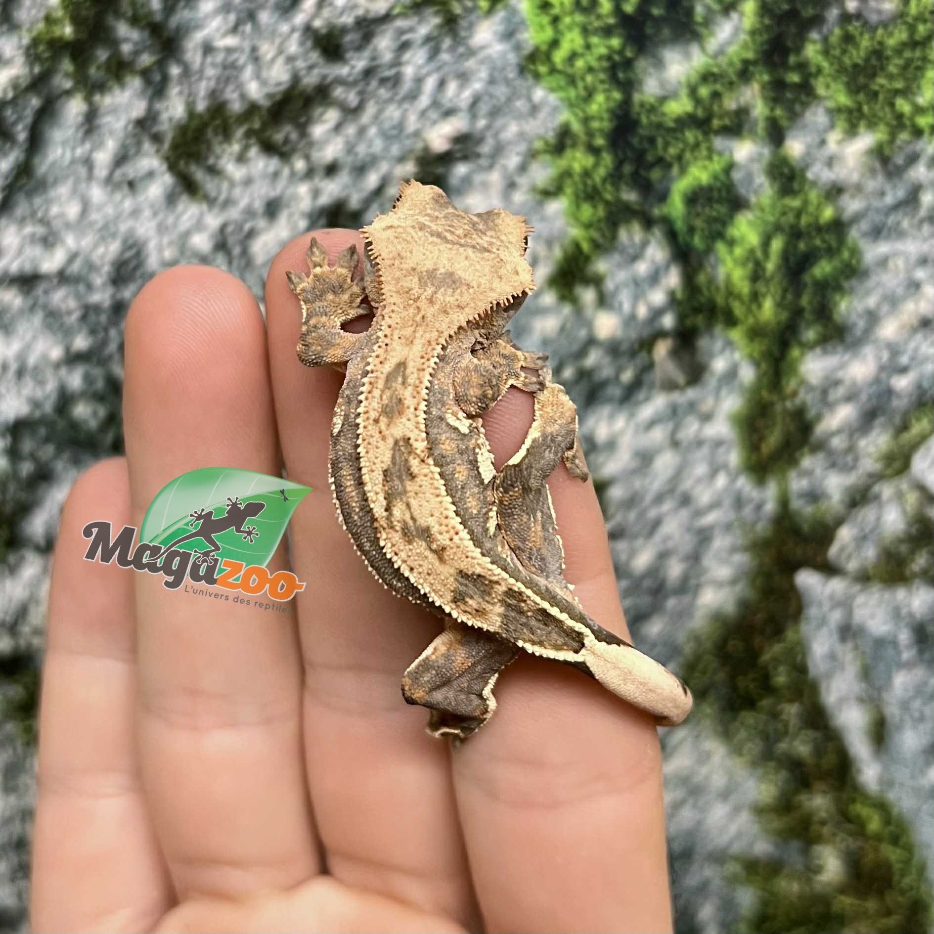 Magazoo Gecko à crête Pinstripe Harlequin Mâle Juvénile #1