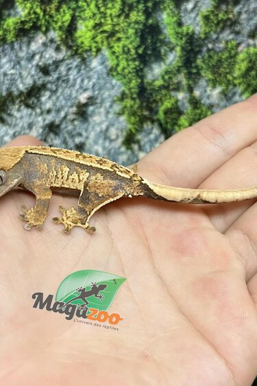 Harlequin Juvenile Female Crested Gecko #4
