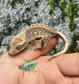Magazoo Pinstripe Harlequin Juvenile Male Crested Gecko #4