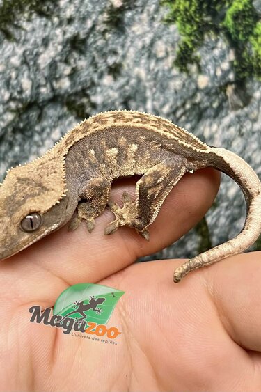 Magazoo Pinstripe Harlequin Juvenile Male Crested Gecko #4