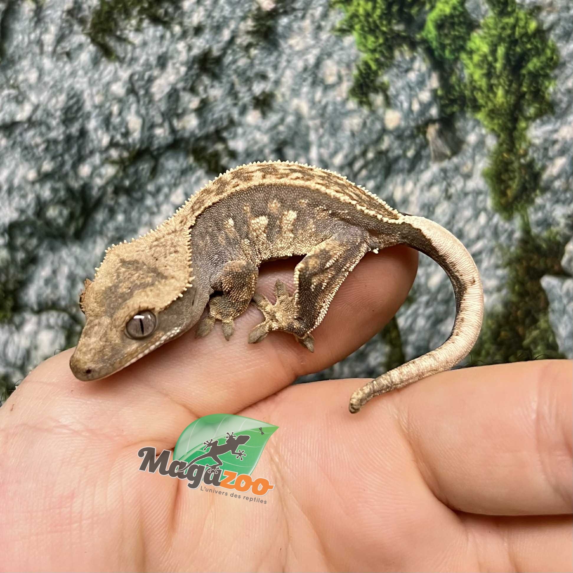 Magazoo Pinstripe Harlequin Juvenile Male Crested Gecko #4