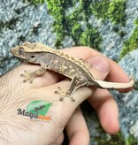 Magazoo Pinstripe Harlequin Juvenile Male Crested Gecko #4
