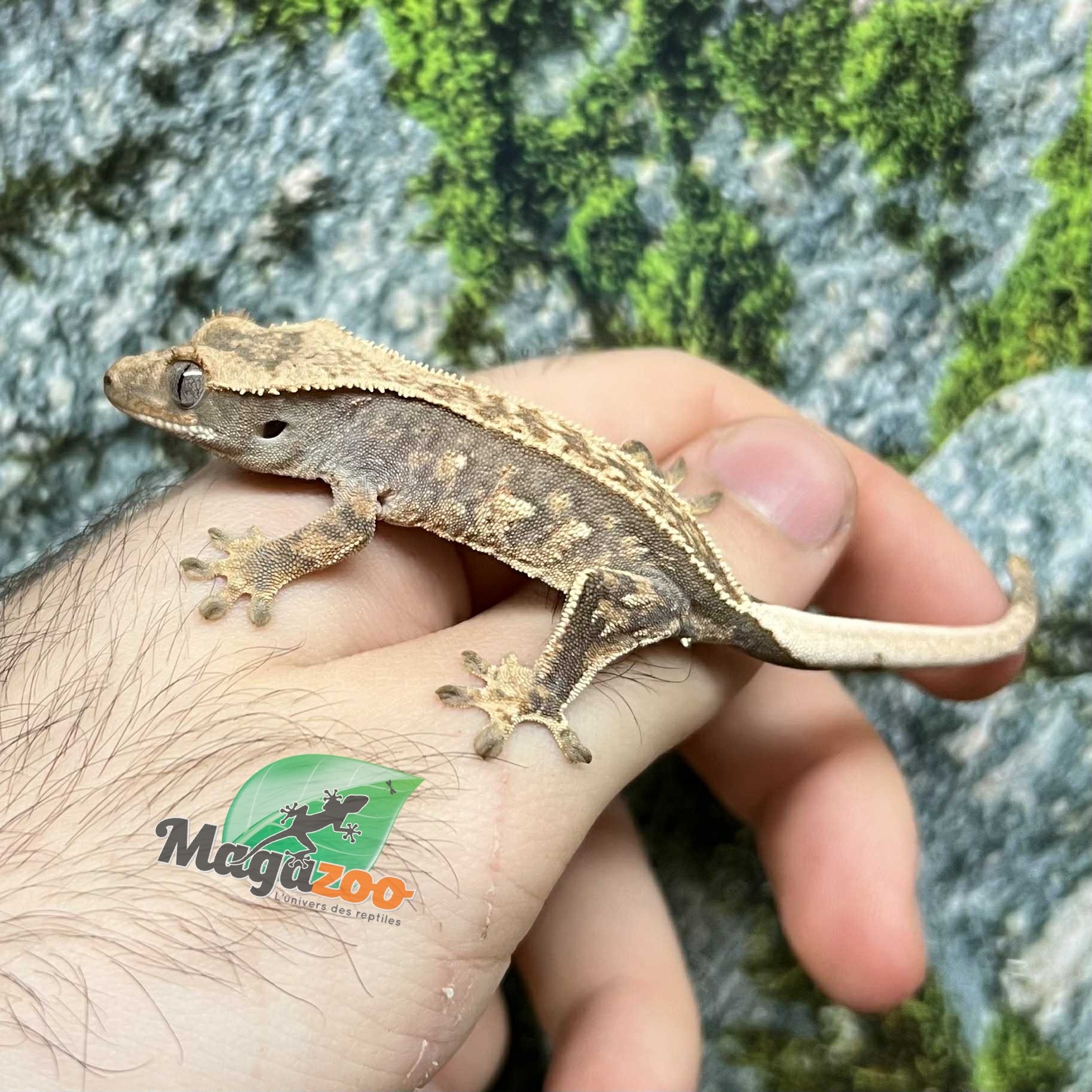 Magazoo Pinstripe Harlequin Juvenile Male Crested Gecko #4
