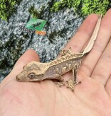 Magazoo Pinstripe Harlequin Juvenile Male Crested Gecko #4