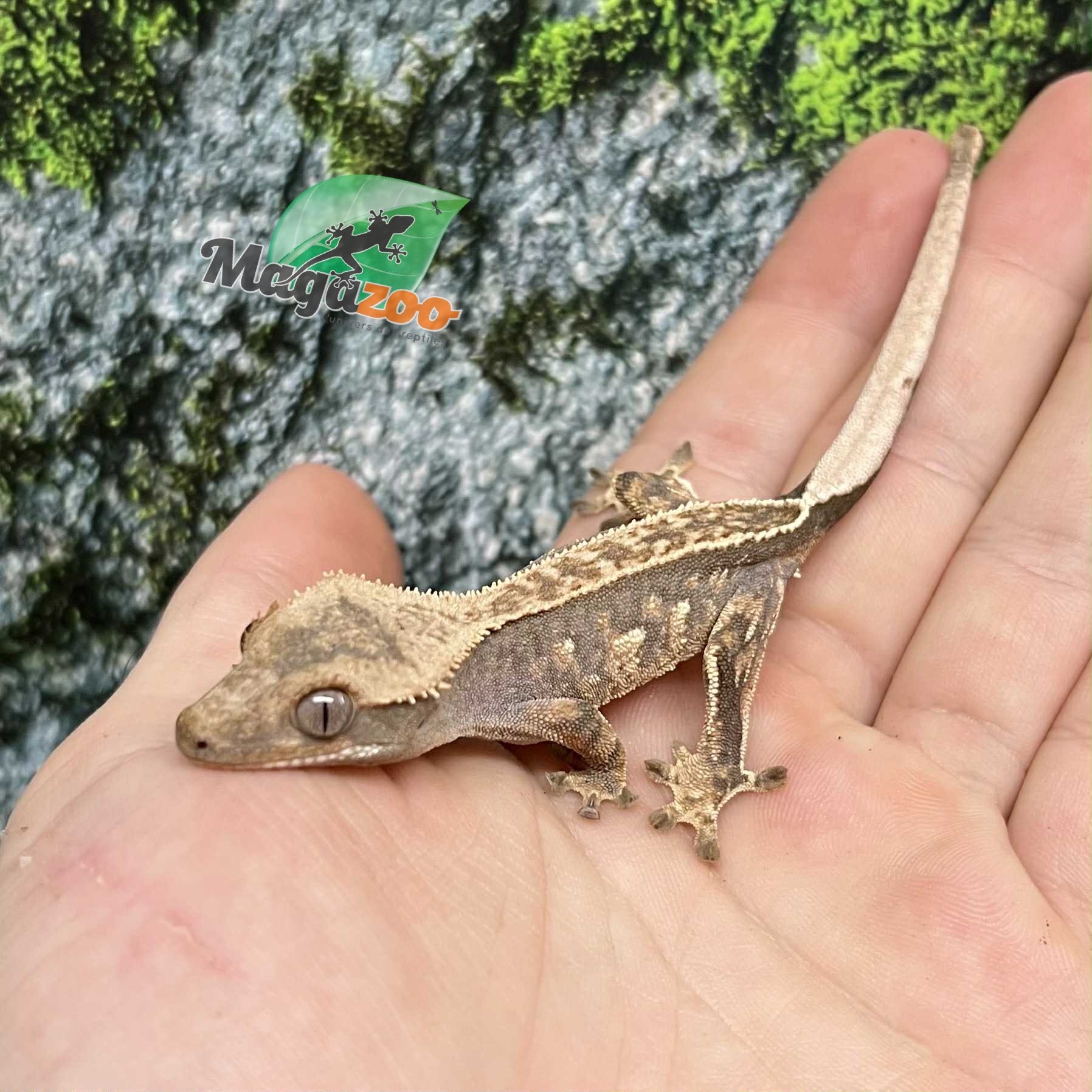 Magazoo Pinstripe Harlequin Juvenile Male Crested Gecko #4