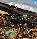 Magazoo Juvenile Emperor scorpion