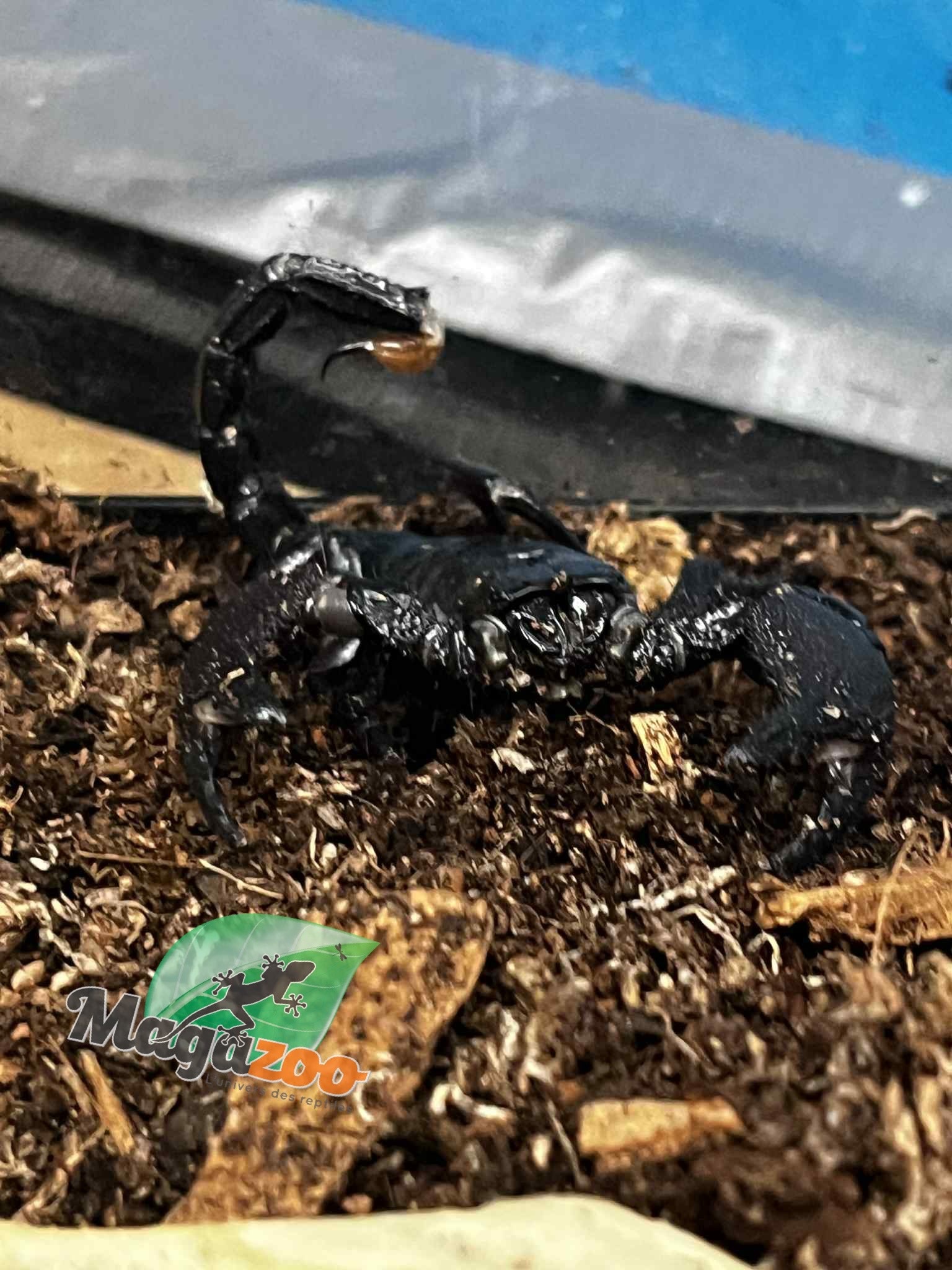 Magazoo Scorpion empereur Juvénile