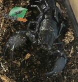 Magazoo Scorpion empereur Juvénile