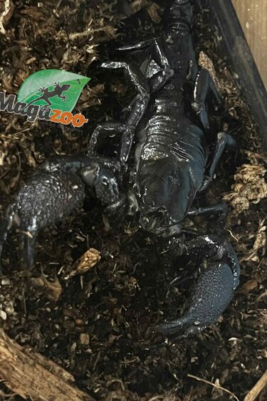 Magazoo Scorpion empereur Juvénile