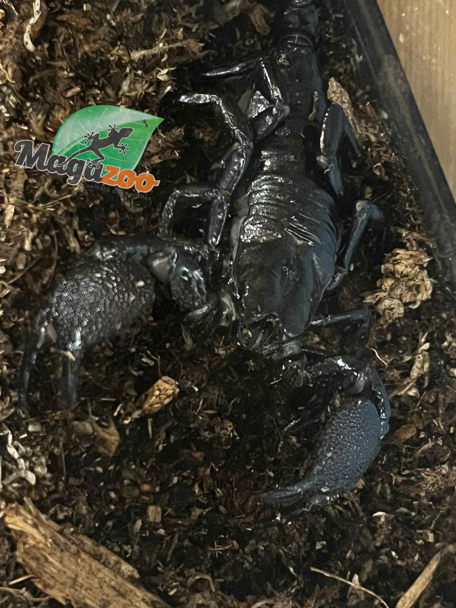 Magazoo Juvenile Emperor scorpion
