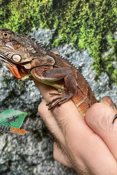 Magazoo Iguane Rouge  Juvénile