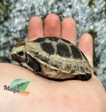 Magazoo Tortue à tête jaune (Indotestudo elongata) 2025 Né en captivité