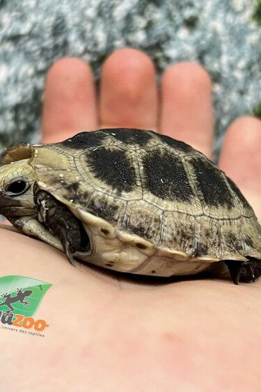 Magazoo Tortue à tête jaune (Indotestudo elongata) 2025 Né en captivité