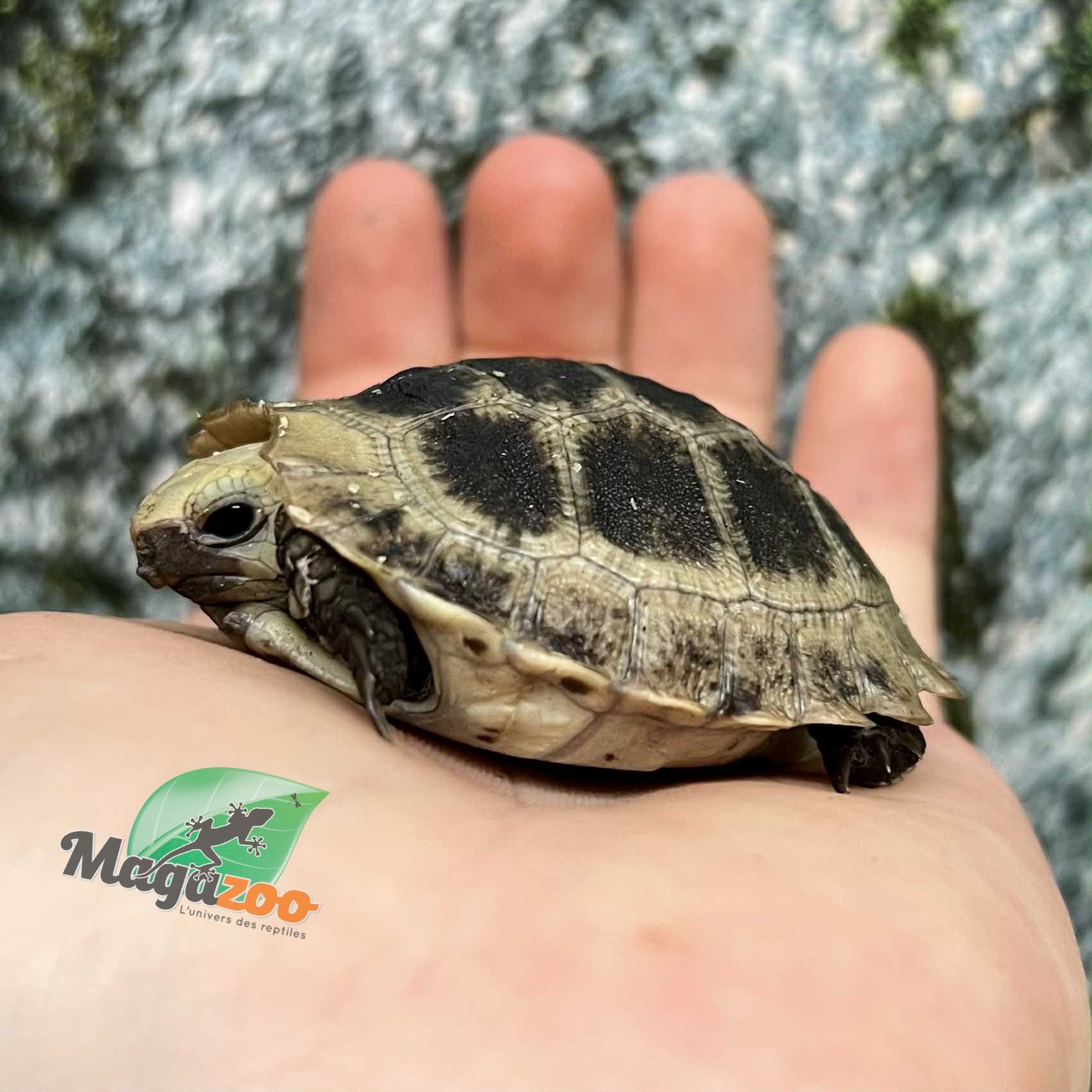 Magazoo Captive Born Elongated tortoise (Indotestudo elongata) 2025