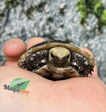 Magazoo Captive Born Elongated tortoise (Indotestudo elongata) 2025