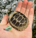Magazoo Captive Born Elongated tortoise (Indotestudo elongata) 2025